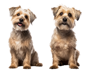 Scruffy adult blue gold Yorkshire terrier dog, sitting up facing front Looking towards camera and smiling. Isolated on a white background.