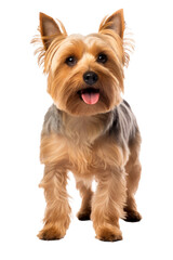 Scruffy adult blue gold Yorkshire terrier dog, standing facing front. Looking towards camera and sticking out pink tongue. Isolated on a white background.