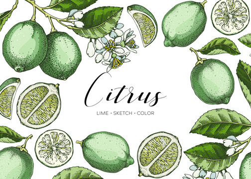 Lime fruit frame. Exotic plants design template. Citrus fruit in watercolor style. Summer background. Hand drawn vector illustration. NOT AI generated