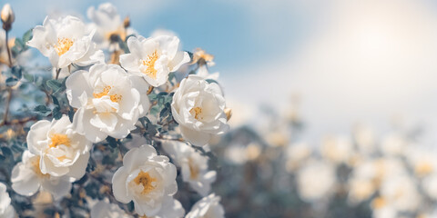 White bush roses on a background of blue sky in the sunlight. Beautiful spring or summer floral background. Selective Focus. Banner - 763919476