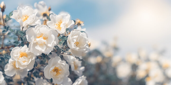 White bush roses on a background of blue sky in the sunlight. Beautiful spring or summer floral background. Selective Focus. Banner
