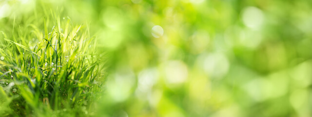 Dewy blades of grass in spring morning with abstract green bokeh background. Close-up with space for text. - 763920466