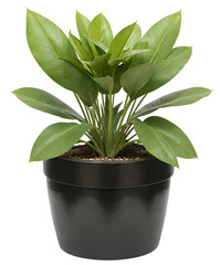 green plant in a black pot on transparent background - nature - forest - tropical jungle element - video compositing footage - png