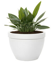 green plant in a white pot on transparent background - nature - forest - tropical jungle element - video compositing footage - png - 763921489