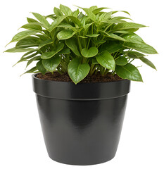 green plant in a black pot on transparent background - nature - forest - tropical jungle element - video compositing footage - png - 763922035