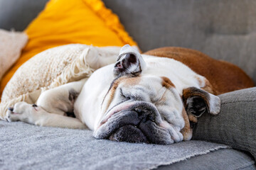 english bulldog sleeping