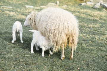 Easter lamb drinks with his mother in a green meadow. Baby farm animal on a farm