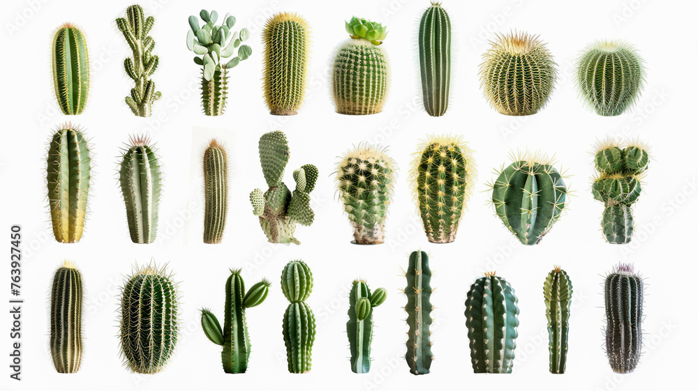 Wall mural cactus collection isolated on white background.