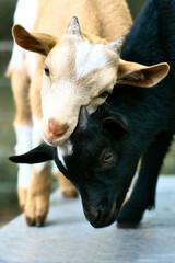 Goats playing with each other. Funny animal photo. Farm animal on the farm. Animal