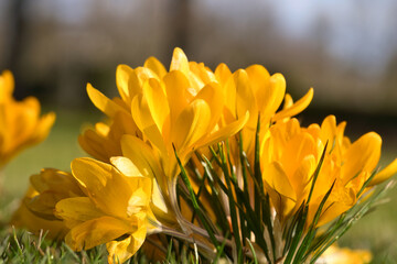 Crocuses in a meadow in soft warm light. Spring flowers that herald spring. Flowers