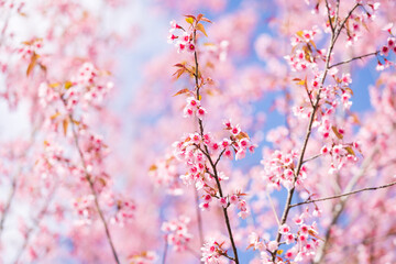 Pink cherry blossom or Prunus cerasoides in springtime, Branches of blossoming pink sakura