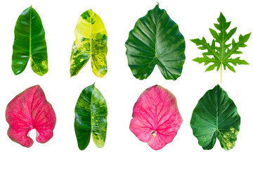Tropical leaves set. Palm leaf, banana leaves, coconut leaf, monstera, fern and Jungle...