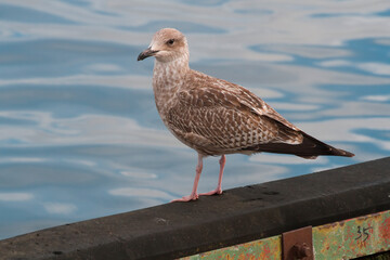 Mewa na burcie | Seagull on the side of the boat - obrazy, fototapety, plakaty