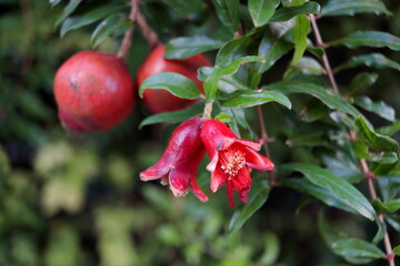 Crimeson red flower of pomegranate  blooming on branch and leaves.