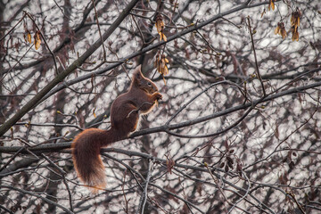 Wiewiórka na gałęzi   Squirrel on the branch © Adrian White
