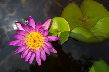 Pink lotus flower grow in pond water in nature. Calm and zen-like scene with water lily