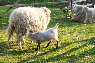 Easter lamb drinks with his mother in a green meadow. Baby farm animal on a farm