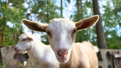 Portrait of a goat. Funny animal photo. Farm animal on the farm. Animal photo