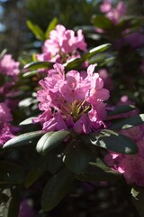 Blooming flowers at Haaga Rhododendron Park in summer, Helsinki, Finland.