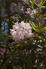 Blooming flowers at Haaga Rhododendron Park in summer, Helsinki, Finland.