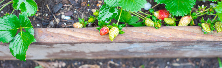 Panorama view loads of green and red strawberry fruits wooden raised beds with rich compost growing...