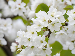 Whispers of Spring. Capturing the Beauty of White Flowering Cherry Trees