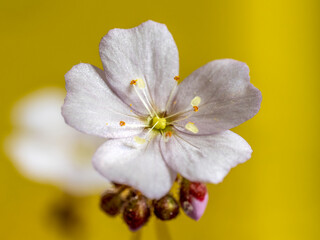Naklejka na ściany i meble Close-up of drosera capensis flower
