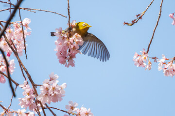 美しいシダレザクラの間を飛び回って花の蜜を吸う可愛いメジロ（メジロ科）。

日本国神奈川県横浜市鶴見区、三ツ池公園にて。
2024年3月20日撮影。

Lovely Japanese White Eye (Zosterops Japonica, family comprising white eyes) flitting among the beautiful Weeping Cherry (Pr