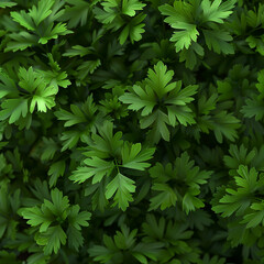 A vivid background features a profusion of fresh parsley leaves, filling the entire frame. Upon closer inspection, the lush green leaves unveil mesmerizing patterns and tactile textures. - obrazy, fototapety, plakaty