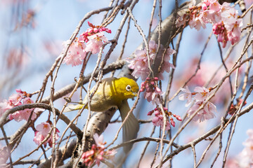 美しいシダレザクラの間を飛び回って花の蜜を吸う可愛いメジロ（メジロ科）。

日本国神奈川県横浜市鶴見区、三ツ池公園にて。
2024年3月20日撮影。

Lovely Japanese White Eye (Zosterops Japonica, family comprising white eyes) flitting among the beautiful Weeping Cherry (Pr