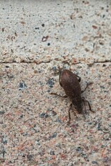 Detailed closeup of curculionidae on old concrete wall.