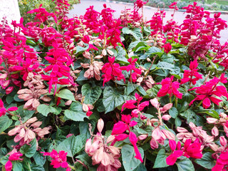 A vibrant display of Scarlet Sage or Salvia splendens in full bloom, with fiery red flowers clustered densely against lush green foliage, creating a striking visual contrast.