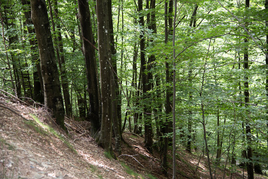 Bosco e sottobosco