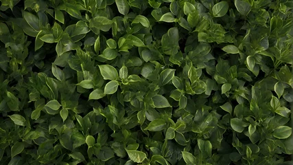Crédence de cuisine en verre imprimé Herbe green foliage texture