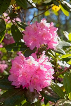 Blooming flowers at Haaga Rhododendron Park in summer, Helsinki, Finland.