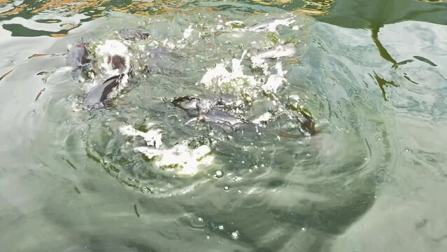 Ponds containing catfish are fed food in the form of pellets at catfish farms. Feeding cat fish in pond. Boiling water surface
