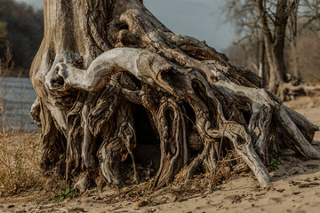 Tree with intact roots standing on the sandy shore of the Mississippi River