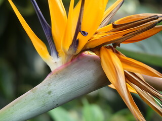 Exotic orange flower in the garden. Beautiful Bird of Paradise flower isolated in green background, Puerto De La Cruz, Tenerife, selective ficus