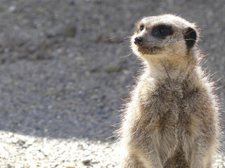 Meerkat on guard. Suricata portrait standing watching and patrolling. staring at something outside the picture frame