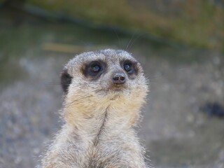 Fototapeta premium Meerkat on guard. Suricata portrait standing watching and patrolling. staring at something outside the picture frame