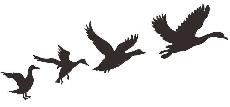 Set of black isolated silhouettes with flying bird