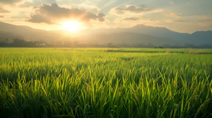 Foto op Canvas Rice field landscape background, Green Rice fields on terraced in Mu clang chai, Vietnam Rice field, Beautiful rice field view animation landscape background. Generative Ai  © Jaunali