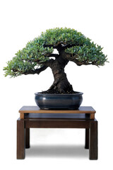 isolated bonsai tree on white background photo