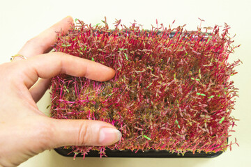 Woman's hand spreads wilting red sprouts microgreen of amaranth plant. Problems of growing useful shoots arising from improper plant care.