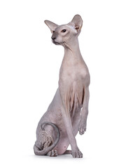 Blue point Peterbald cat, sitting up facing front like statue. Looking to the side away from camera. One paw up. Isolated on a white background.