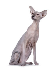 Blue point Peterbald cat, sitting up side ways. Looking to the side away from camera. Isolated on a white background.