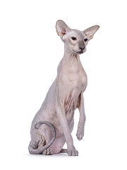 Blue point Peterbald cat, sitting up facing front like statue. Looking to the side away from camera. One paw up. Isolated on a white background.