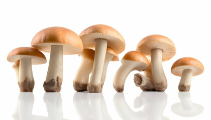 mushrooms isolated on white background