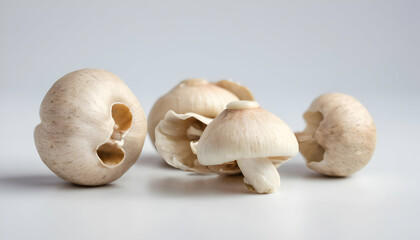 Fototapeta na wymiar mushrooms isolated on white background