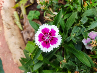 That's a China Pink or Dianthus chinensis flower. It's characterized by its vibrant pink center and...